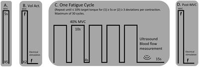 The Relationship Between Blood Flow and Motor Unit Firing Rates in Response to Fatiguing Exercise Post-stroke